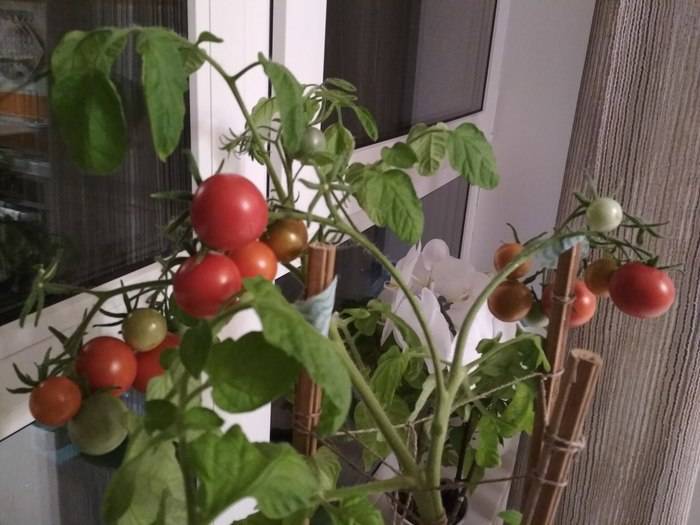 Как вырастить на балконе огурцы и помидоры