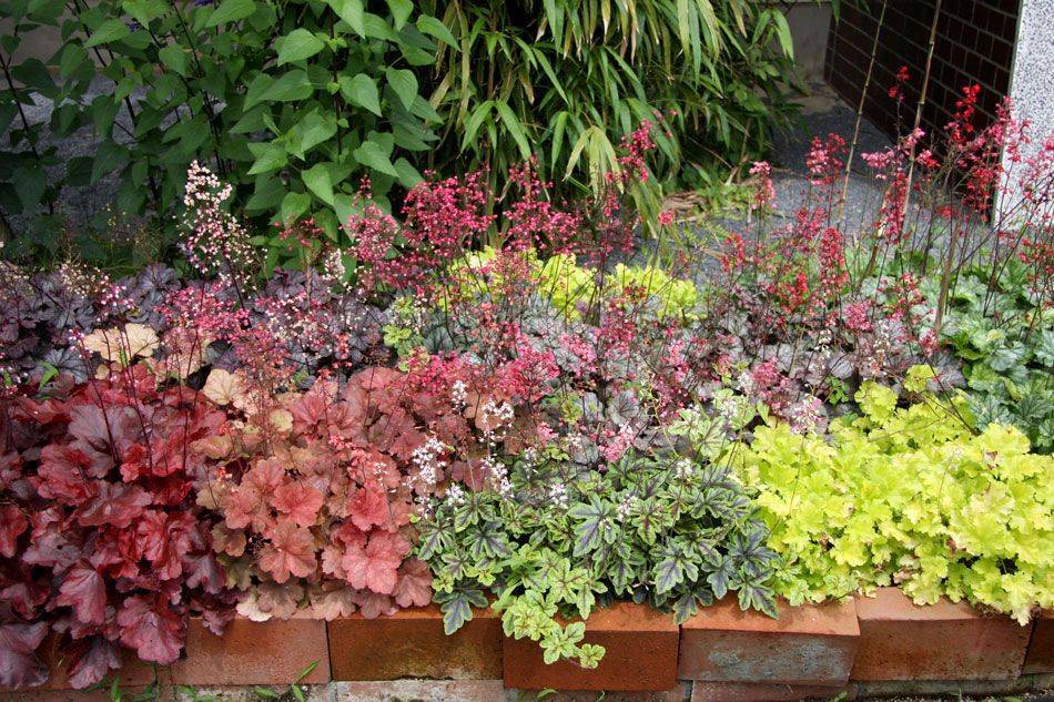 Гейхера в цветнике: как обеспечить себе успех в садовом дизайне