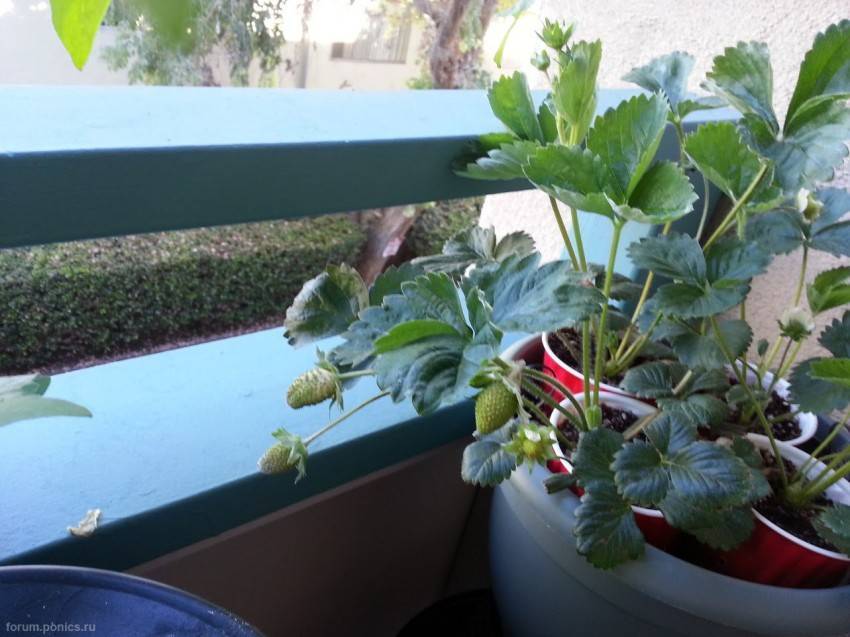 Клубника на балконе: выращивание, лучшие сорта
