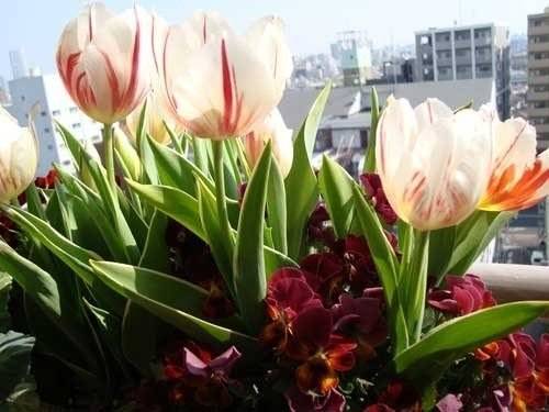 Как вырастить тюльпаны на балконе: выращивание пошагово