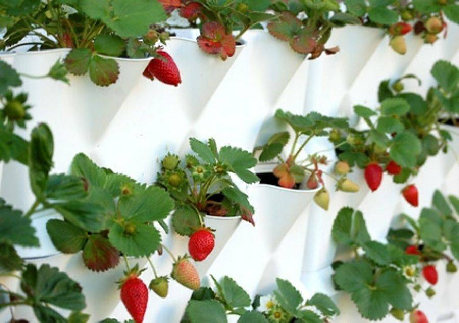 Выращивание клубники на балконе – технология получения хороших урожаев. как вырастить клубнику на балконе?