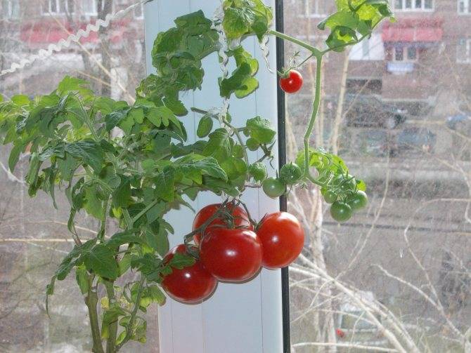 Как вырастить на балконе огурцы и помидоры: помидоры черри, огурцы балконные f1