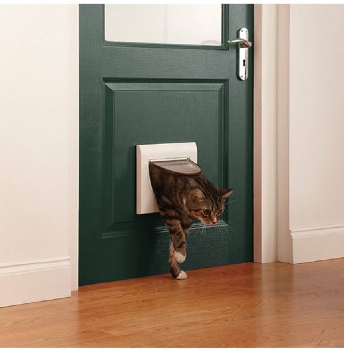 Дверь для кошки — пошаговая инструкция по выбору, монтажу и изготовлению дверцы своими руками
