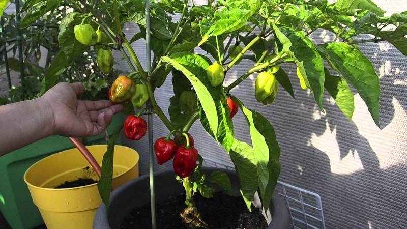 Сладкий перец на балконе выращивание: видео инструкция