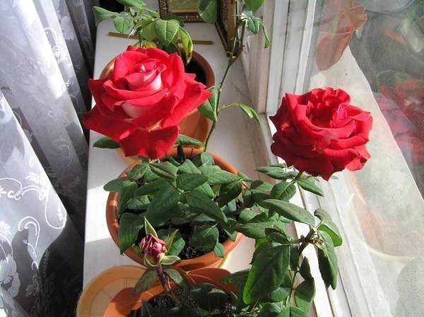 Розы на балконе - как посадить и вырастить, необходимые условия и уход