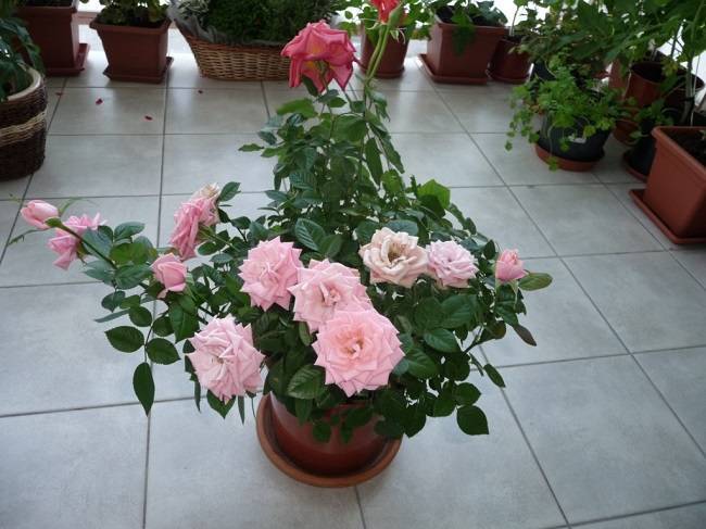 Выращивание плетистых (вьющихся) роз на даче, балконе, в горшках и контейнерах |
