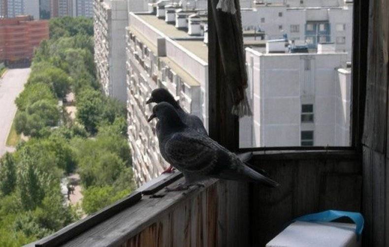 Как избавиться от голубей на балконе навсегда?