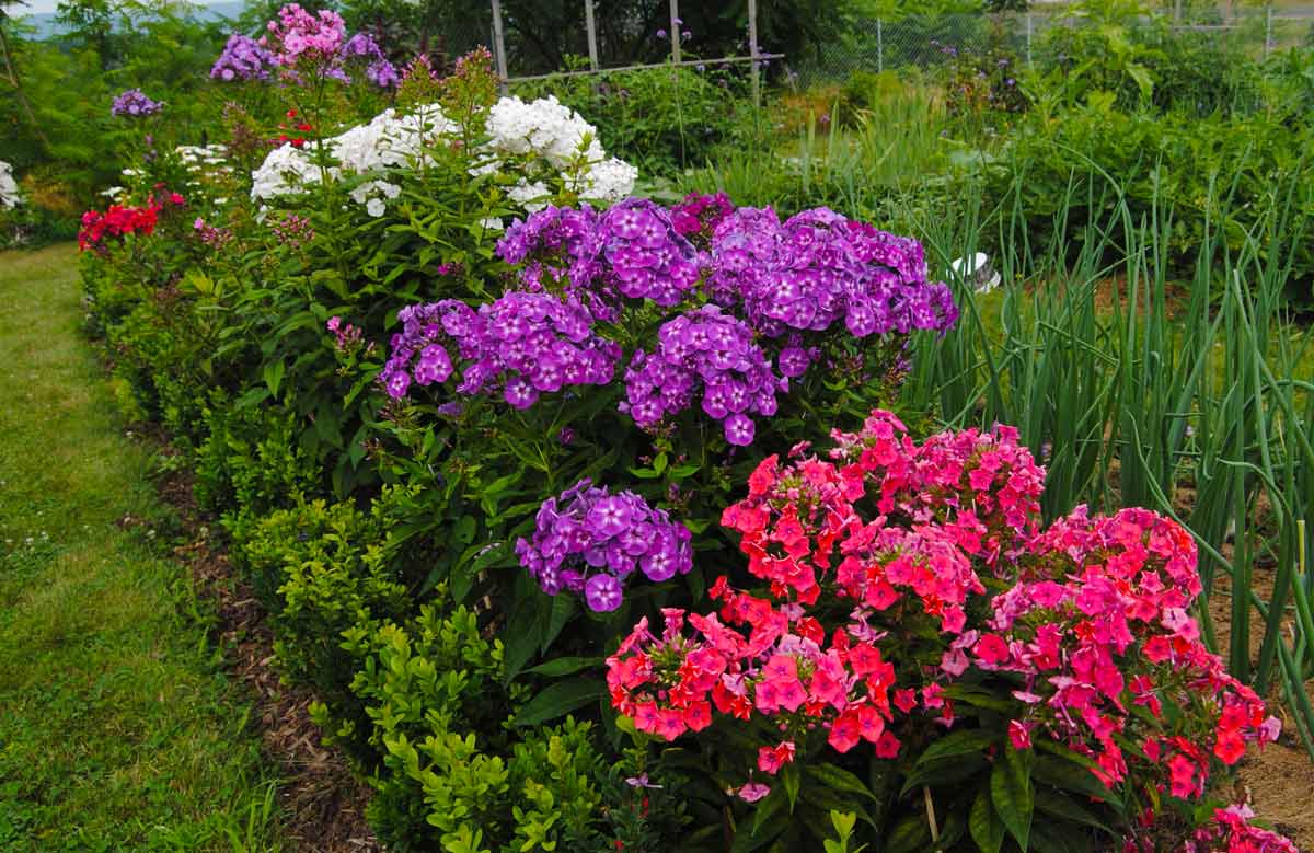 Многолетние садовые  -цветы: лучшие сорта, цветущие все лето