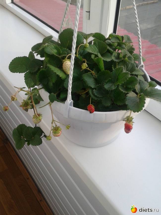 Как вырастить клубнику на балконе из семян; советы садовода;