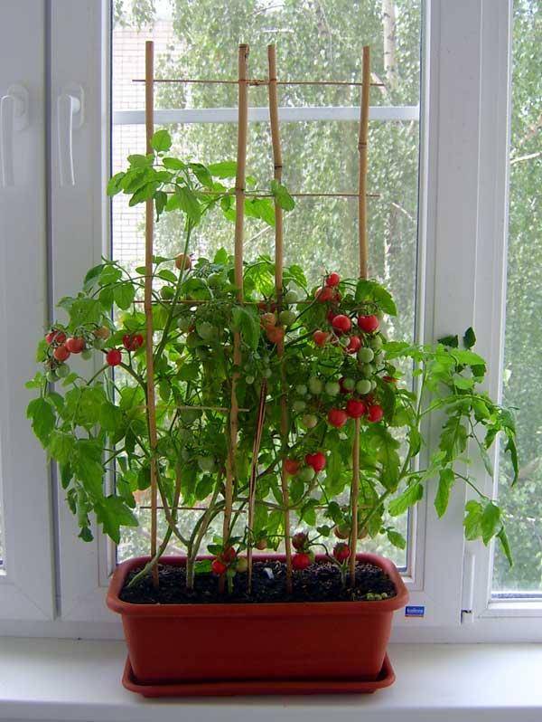 Как посадить и вырастить помидоры на подоконнике и балконе в горшках пошагово с фото