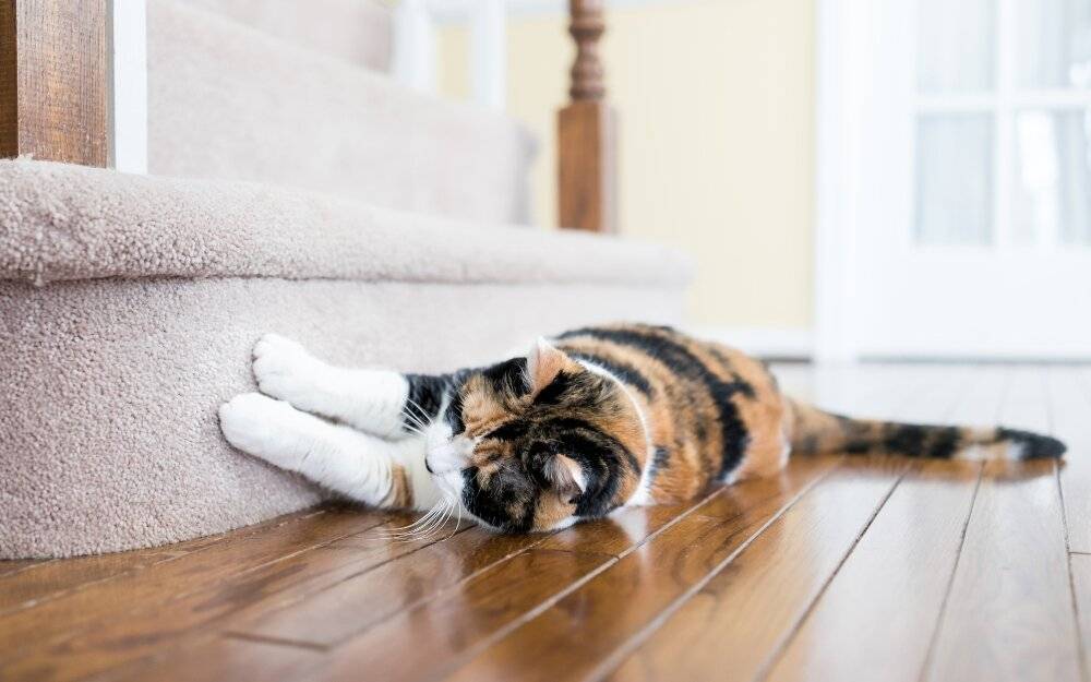 Как отучить кота или кошку от вредной привычки драть обои и мебель