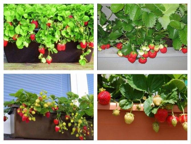 Клубника на балконе - подходящие сорта и инструкция по выращиванию на подоконнике (135 фото)