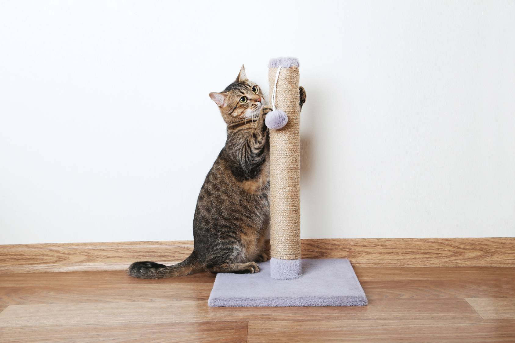 Как отучить кота царапать мебель и обои