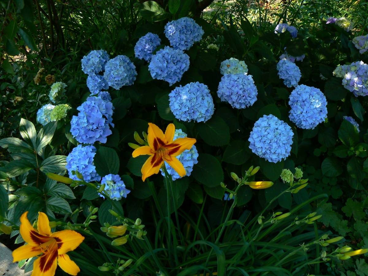 Многолетние цветы для дачи, цветущие все лето – фото и названия