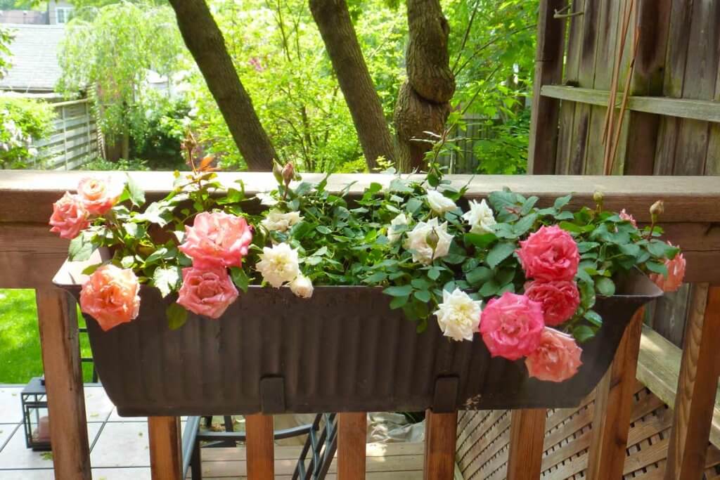 Как вырастить и ухаживать за розами на балконе - советы специалистов