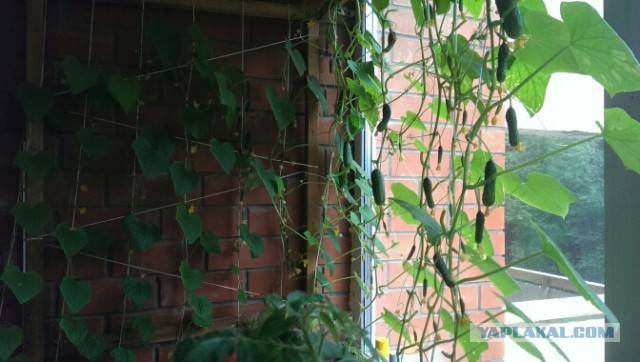 Огурчики на балконе, лоджии и подоконнике — выращивание пошагово