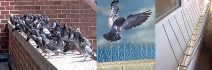 Как избавиться от голубей на балконе: чем отпугнуть и отвадить птиц навсегда