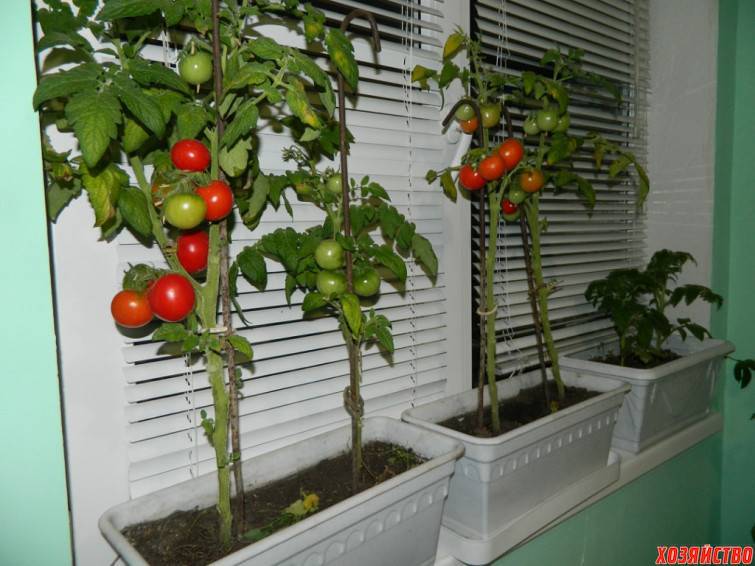 Какие помидоры выбрать для выращивания на балконе и как это правильно делать