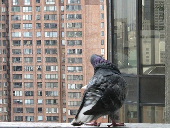 Как избавиться от голубей на балконе уют в доме лайфхаки - голуби на балконе, избавиться от надоедливых птиц