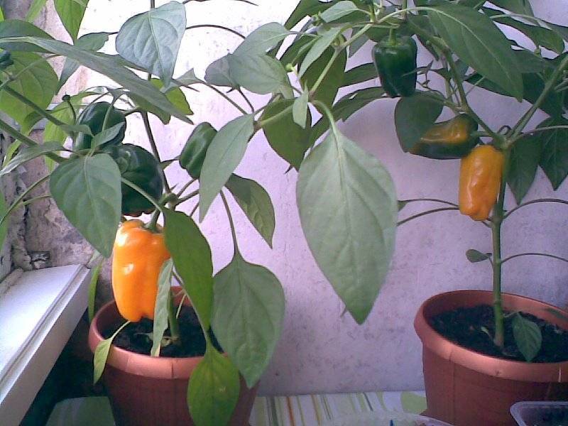 Комнатный сладкий перец — выращиваем паприку на подоконнике! уход в домашних условиях. фото — ботаничка.ru