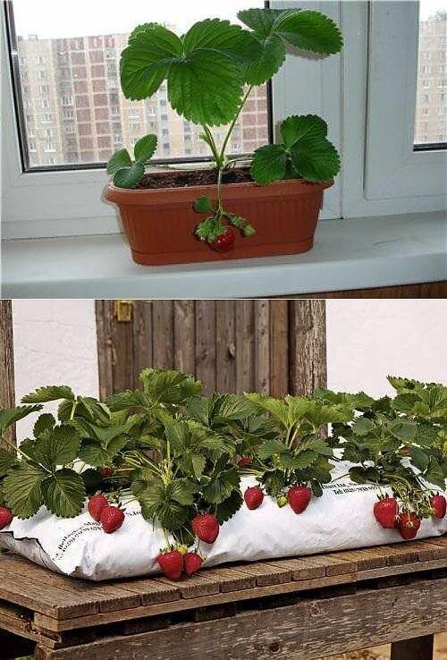 Выращиваем клубнику на балконе своими руками