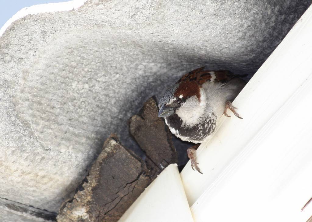 Как избавиться от птиц (голубей и воробьев) на крыше дома или балкона (фото, видео)