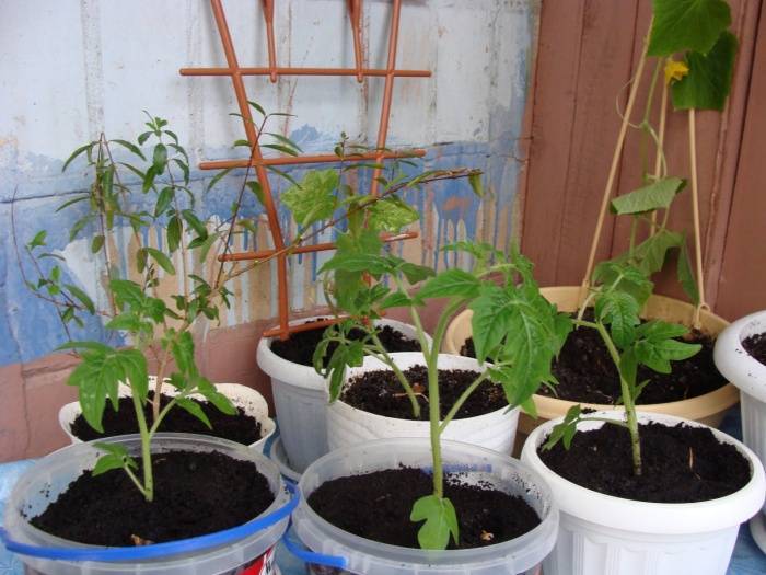Помидоры на балконе выращивание пошагово из семян фото видео