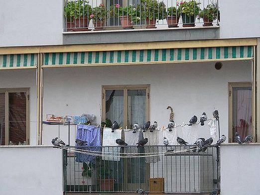 Как избавиться от голубей на крыше балкона: лучшие способы