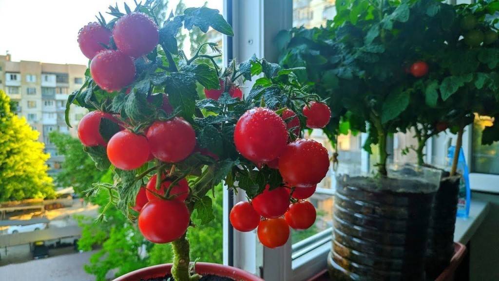 Как вырастить помидоры черри на балконе в домашних условиях
