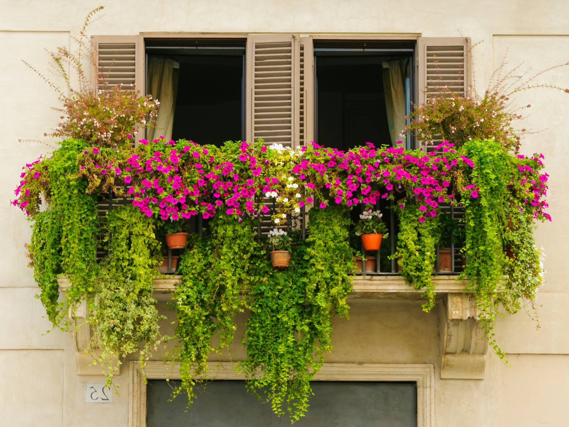 ᐉ цветы на балконе: как ухаживать, какие цветы выращивают на балконе - roza-zanoza.ru