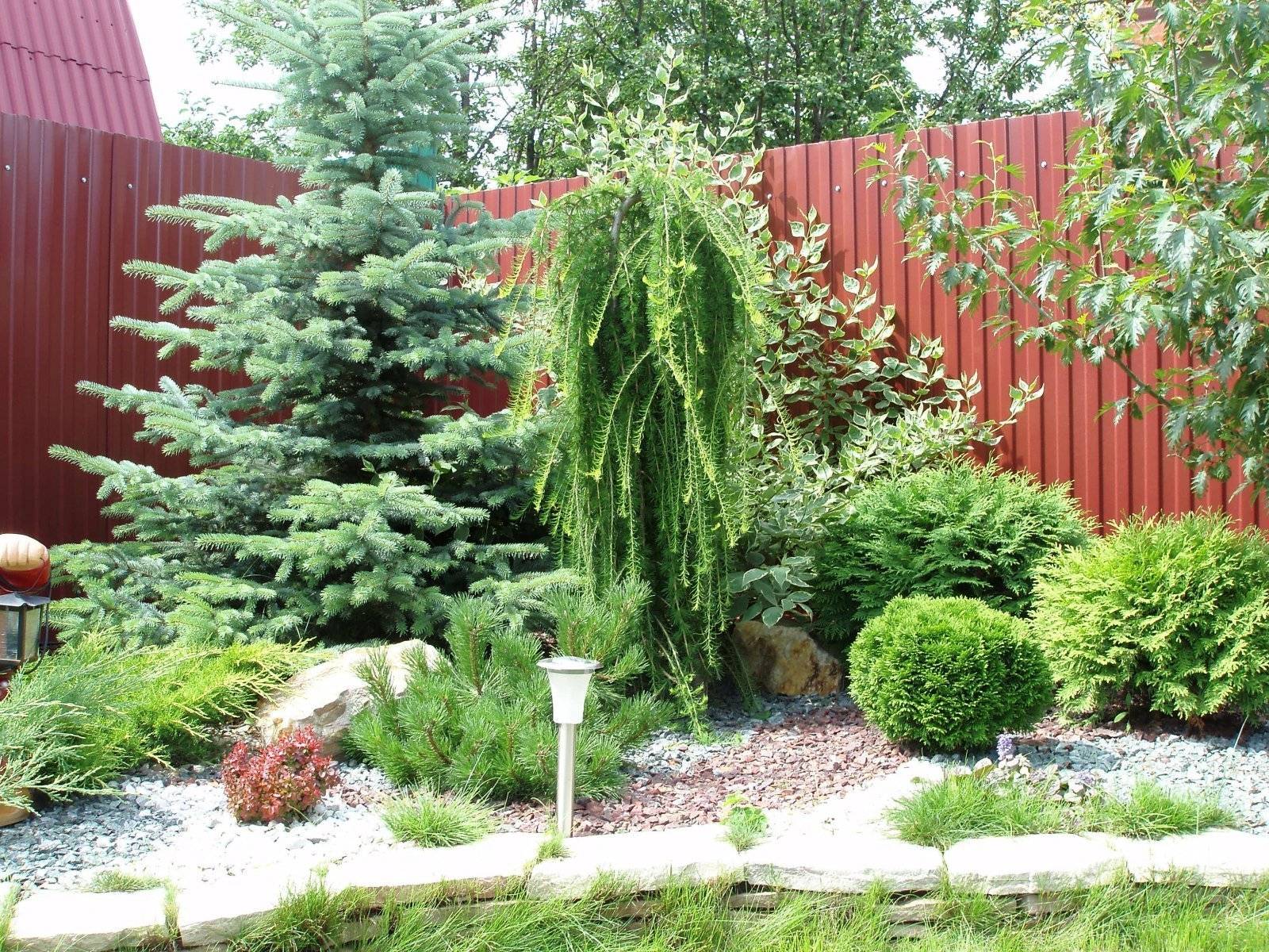 Хвойные растения в ландшафтном дизайне сада – хвойные композиции в домашних условиях + фото