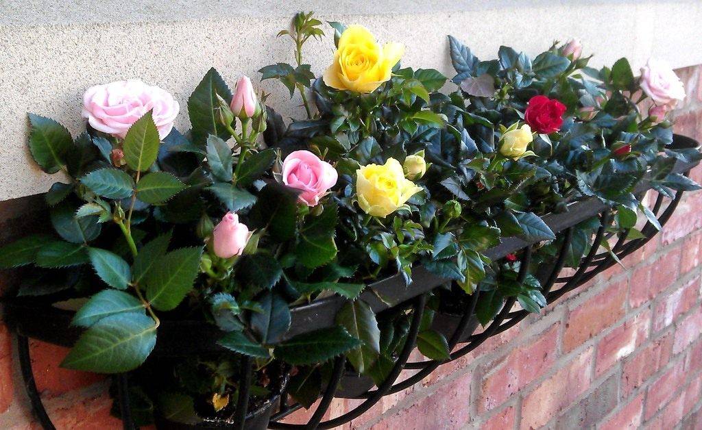 Розы на балконе - как посадить и вырастить, необходимые условия и уход