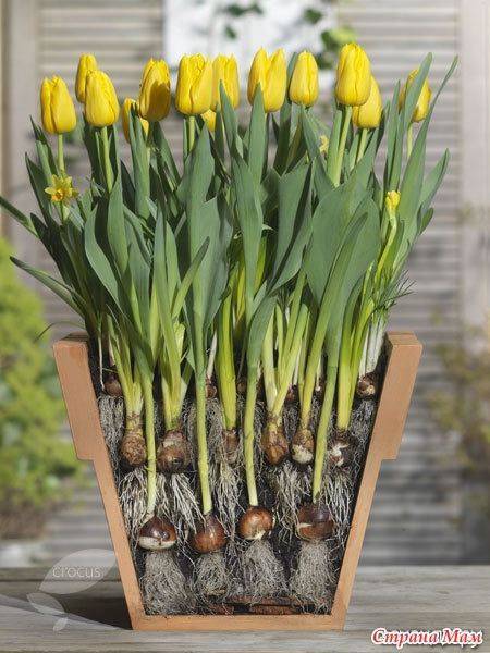 Как вырастить тюльпаны к 8 марта - сажаем цветы дома в горшке у себя на подоконнике.