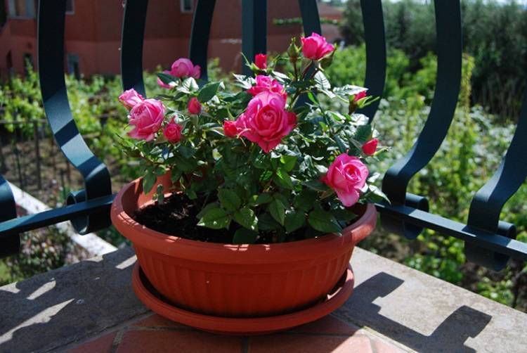 Выращиваем розы на собственном балконе!
