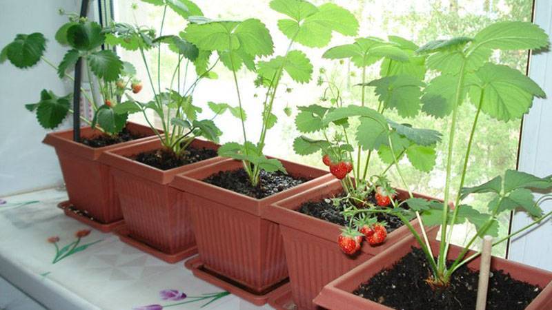 Как вырастить клубнику на балконе и сохранить растения на зиму