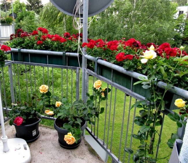 Как ухаживать за плетистой розой на балконе (выращивание)