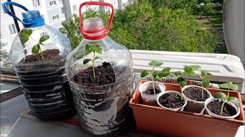 Огурцы на балконе выращивание пошагово с фото в пластиковых бутылках