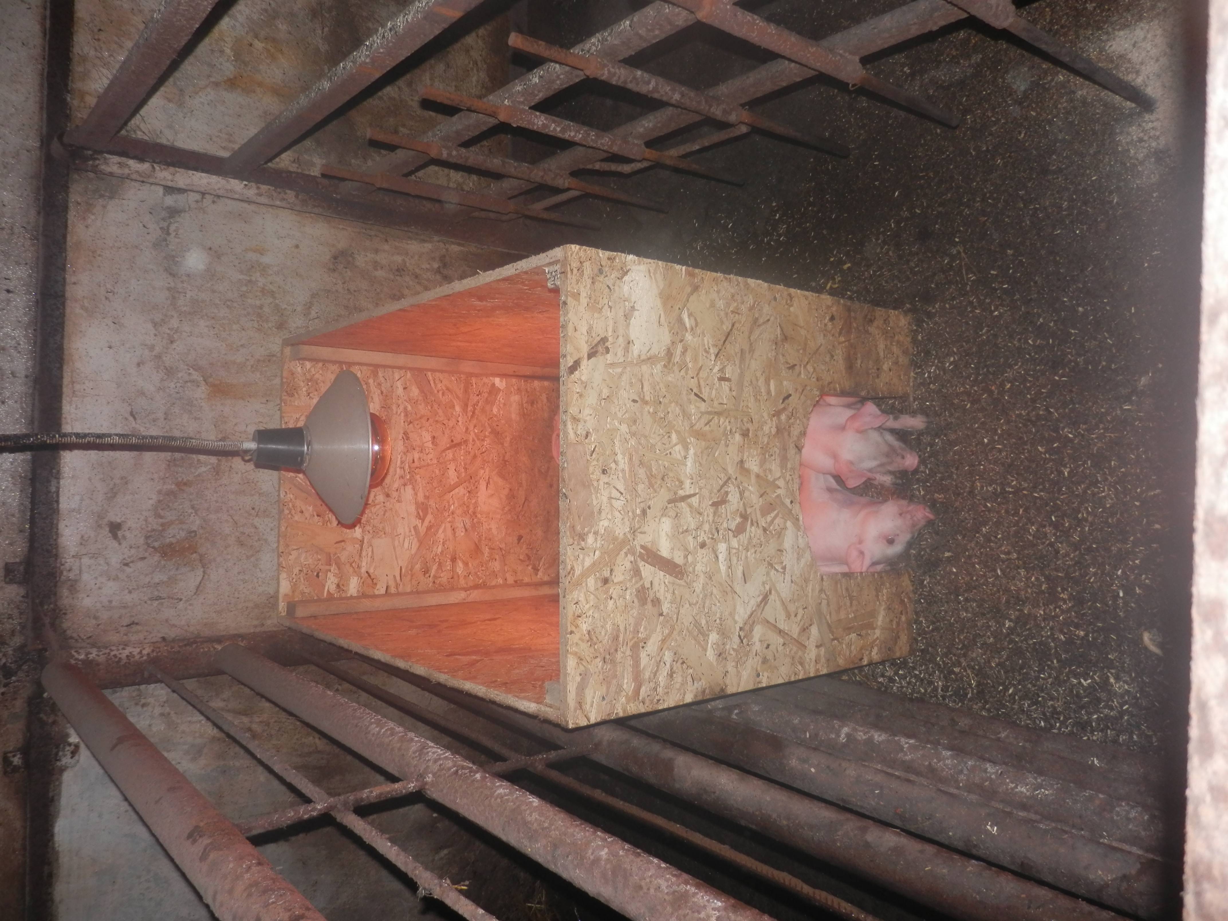 Свинарник своими руками: постройка стайки для свиней, вентиляции и пола