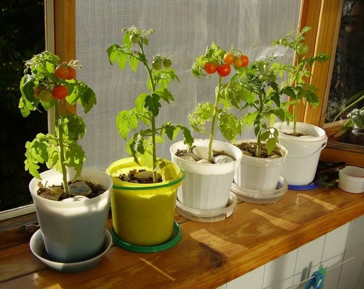 Выращиваем помидоры на балконе