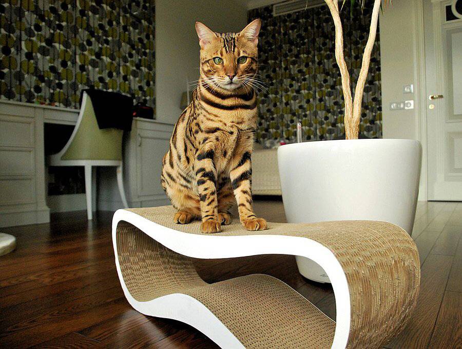Кошка дерет обои и мебель: как ее отучить?
