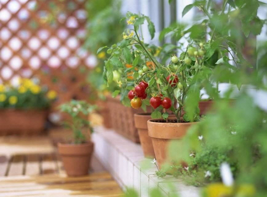 Помидоры балконное чудо: выращивание и уход дома и в открытом грунте