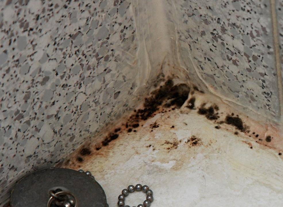Плесень и грибок в ванной: причины возникновения, как и какими методами избавляться от этой проблемы