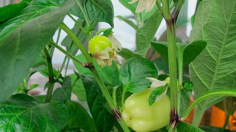 Сладкий перец на балконе: выращивание, правильный подход