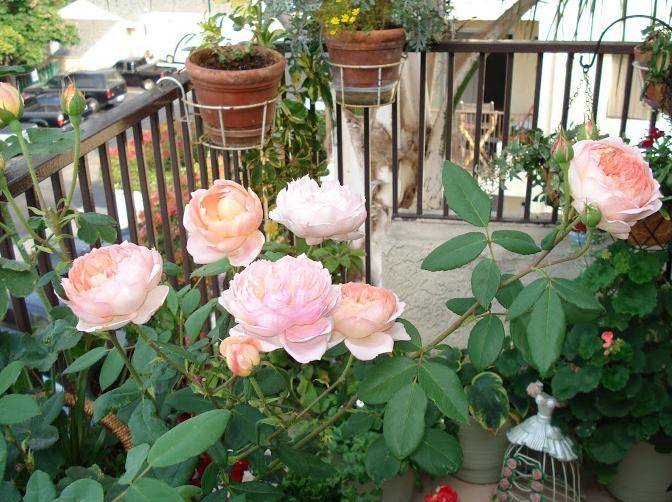 Как выращивать карликовые розы на балконе?