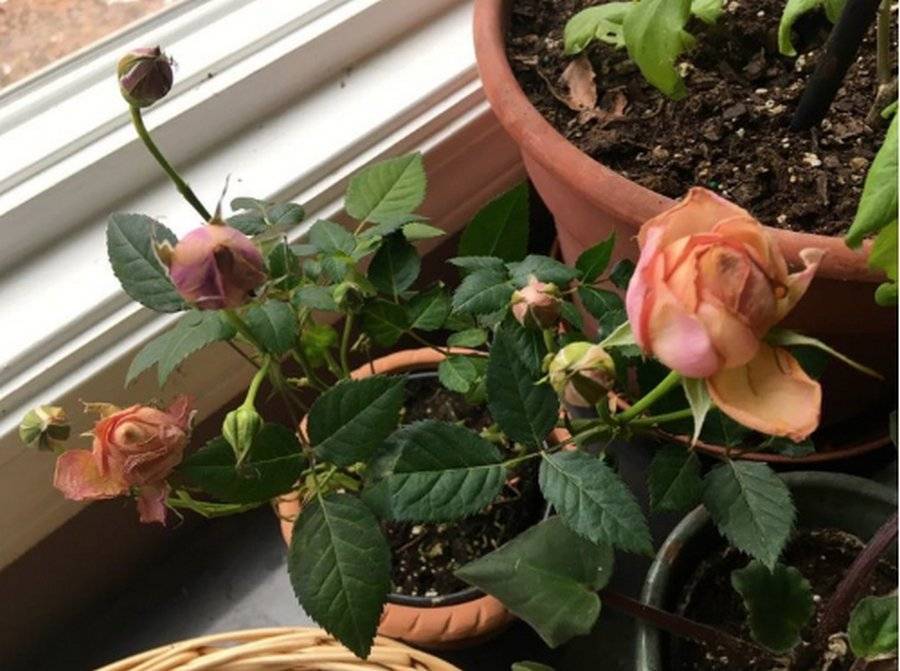 Как вырастить розы на балконе. рекомендации начинающим цветоводам