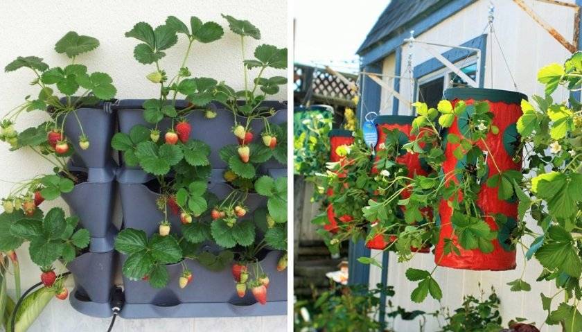 Можно ли вырастить землянику на балконе и собирать урожаи круглый год