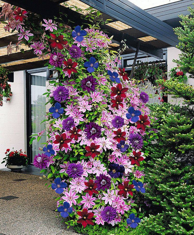 Декоративные вьющиеся растения для сада на даче: названия с фото