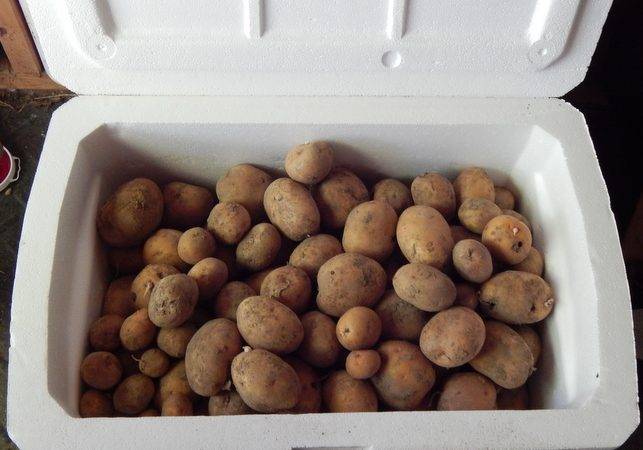 Как хранить картошку зимой на балконе