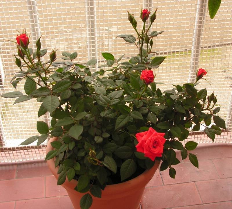 Выращиваем розы на балконе: особенности посадки и ухода