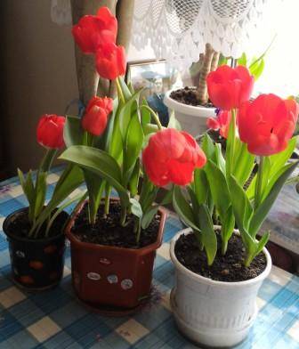 Выгонка тюльпанов в домашних условиях: пошаговая инструкция и подготовка материала